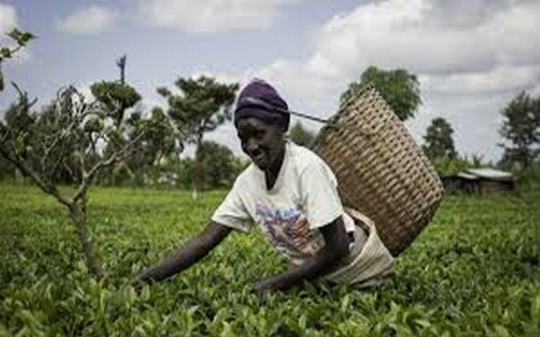 Bénin : Sèmè-Podji installe son comité de recensement national de l’agriculture