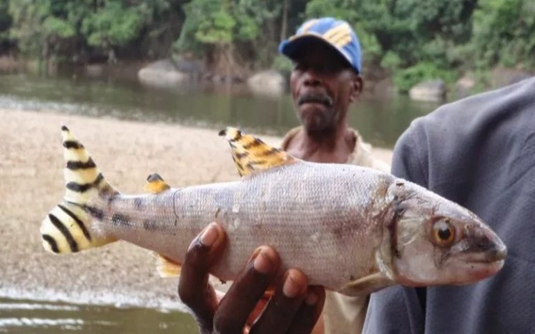 La BAD finance la production du bétail et du poisson au Cameroun