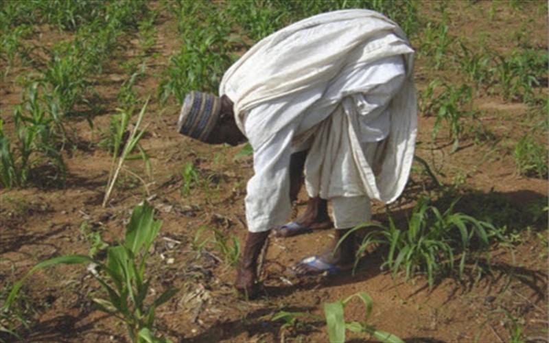 La hausse d’insectes nuisibles expose de plus en plus les récoltes