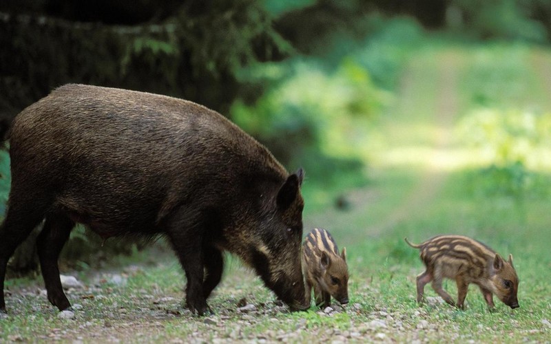 La peste porcine africaine s’exporte en Belgique