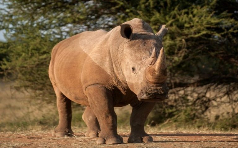 Le braconnage de rhinocéros en Afrique du Sud a chuté d&rsquo;un quart