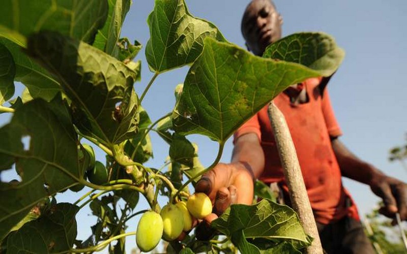 Le jatropha, un arbuste au potentiel énergétique prometteur