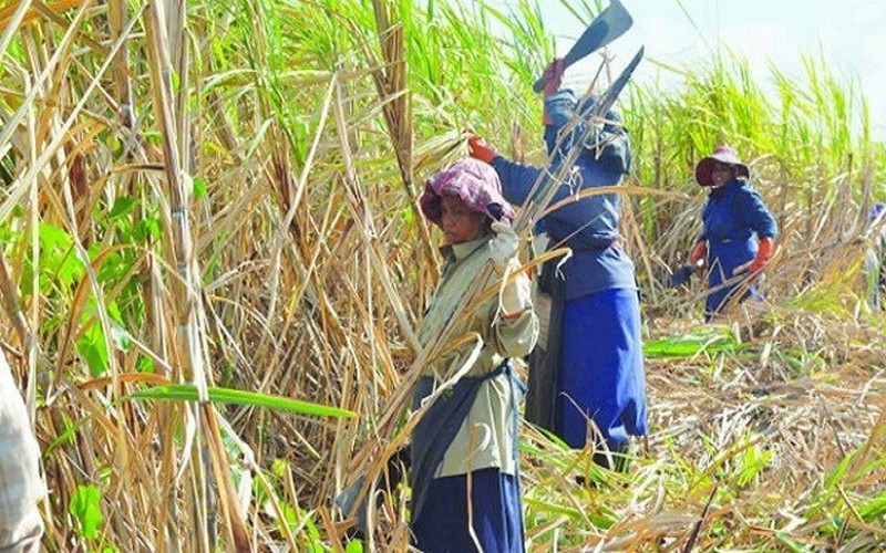 Les Seychelles revoient à la baisse sa production sucrière