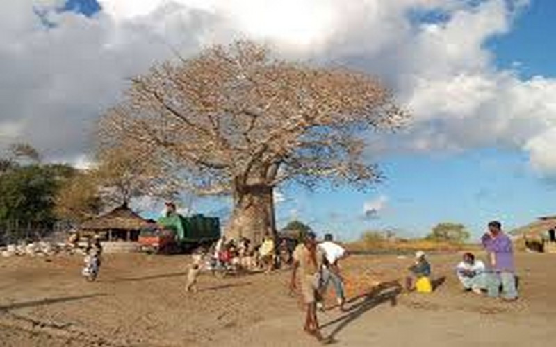 Les baobabs africains, aussi convoités que menacés