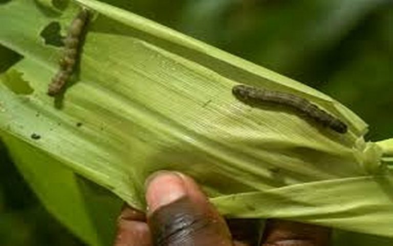 Les chenilles de l’automne, ennemies des gros producteurs de maïs en Afrique
