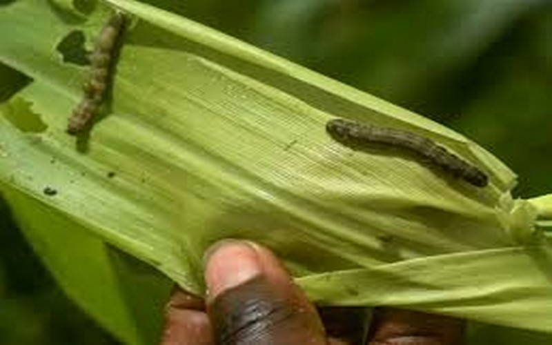 Les chenilles de l’automne, ennemies des gros producteurs de maïs en Afrique
