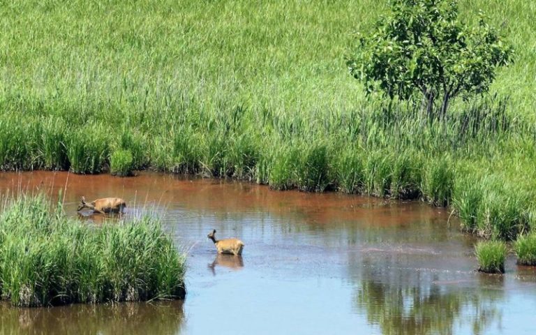 Les zones humides disparaissent trois fois plus vite que les forêts
