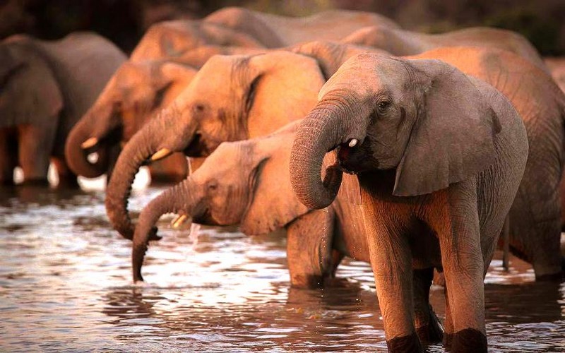 L’ONG « Traffic » dénonce la hausse du commerce illégal d’espèces protégées