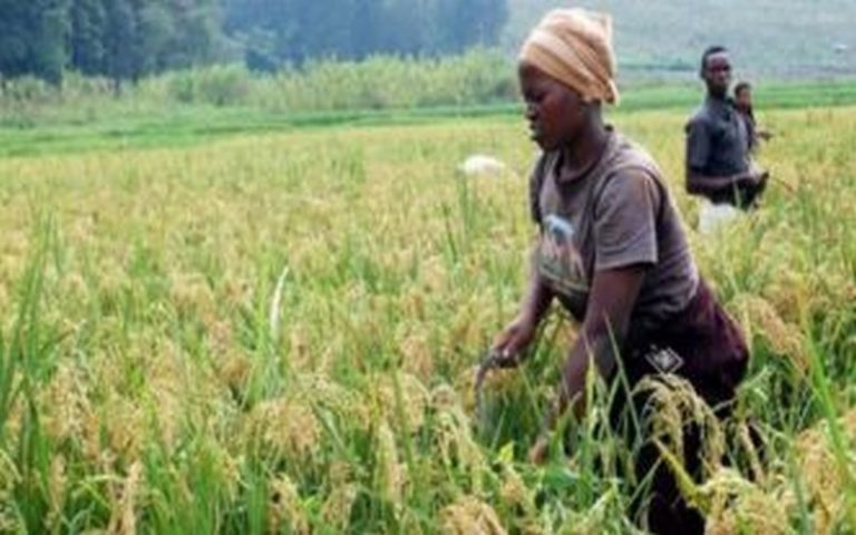 Réduction de 50% et 25% du taux de pauvreté en Ethiopie et au Rwanda