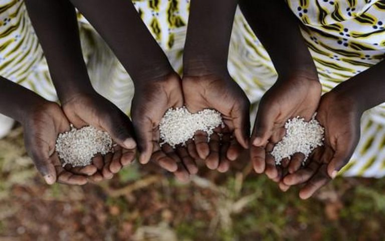 « Faim Zéro » : la FAO invite à adopter une consommation responsable