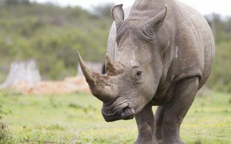 60% de la faune sauvage mondiale disparue en 44 ans