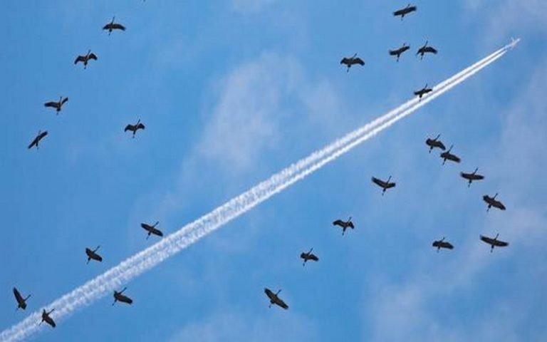 80% des espèces d’oiseaux migrateurs menacées d’ici à 2050