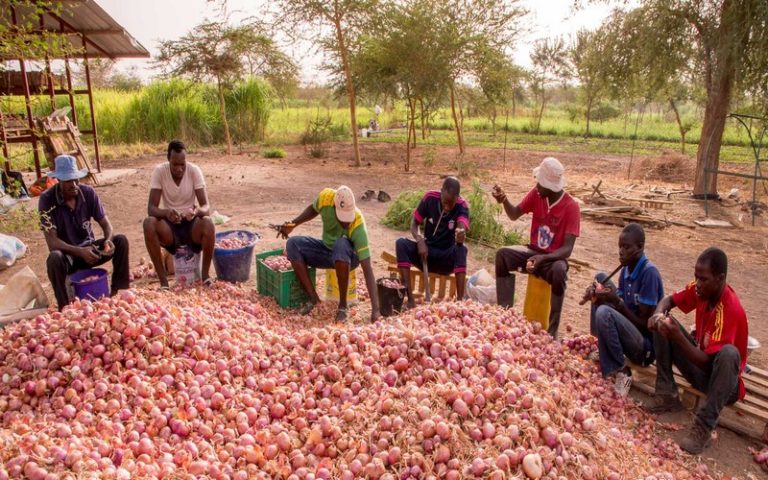 Sahel : le projet Beer Shéba, une aubaine pour les fermiers du Sénégal