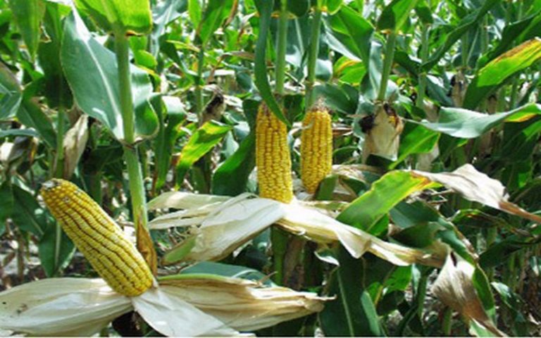 Cameroun : la semence de maïs LG 345 innove le secteur agricole
