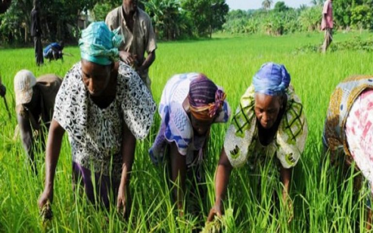 La CEDEAO au chevet des femmes rurales