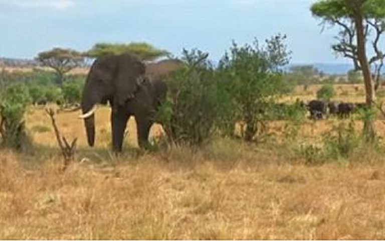 La Tanzanie se dote d’une nouvelle technologie de protection des animaux
