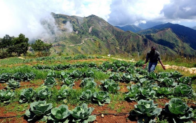 La sécurité alimentaire mondiale se joue en Afrique, accompagnons-la !