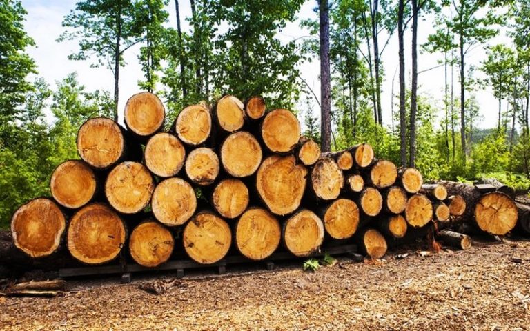 Le réchauffement climatique accentué par la coupe illégale de bois
