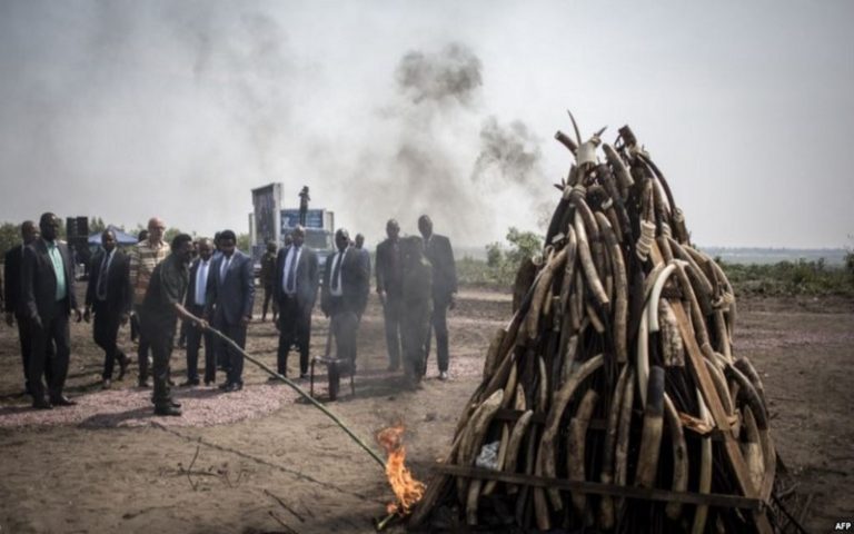 Lutte contre le braconnage : deux stocks d’ivoire incinérés en RDC
