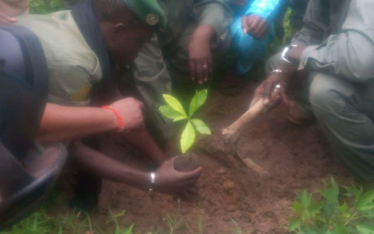 Mali : la forêt de Mambibougou restaurée par SGFAHC