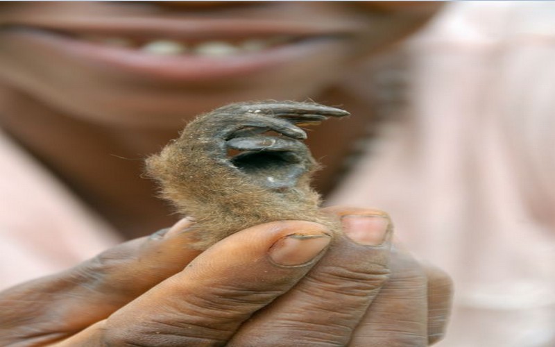 Officiel : l’Afrique se dote d’une stratégie sur la faune et la flore sauvages