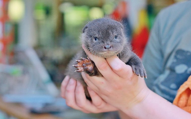 Préservation des espèces : la loutre citée comme symbole