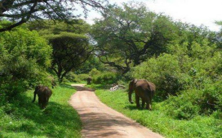 Un projet d’investissement forestier lancé en Côte d’Ivoire