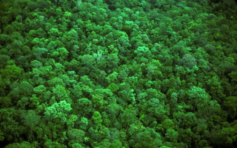 Une initiative de l’ONU pour mieux exploiter le potentiel de stockage du carbone des forêts