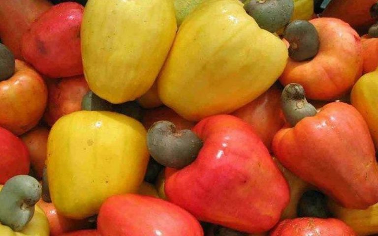 Oikocredit appuie le transformateur burkinabé de cajou, Anatrans