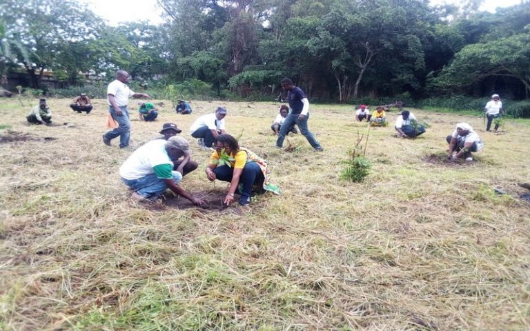 Congo-Brazzaville : 1 300 plants enfouis pour sauver la forêt de la Patte-d’oie