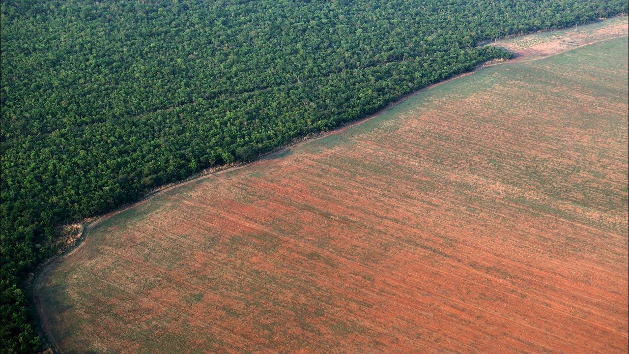 Déforestation au Brésil: 7.900 km2 perdus en un an (Greenpeace)