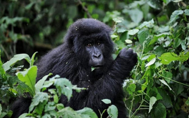 Hausse de 47% des gorilles des montagnes