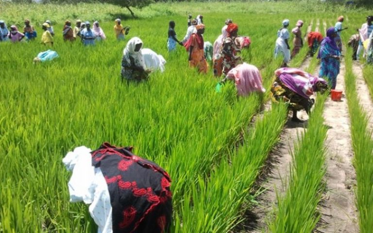La FAO prône l’innovation agricole pour répondre aux futures demandes alimentaires