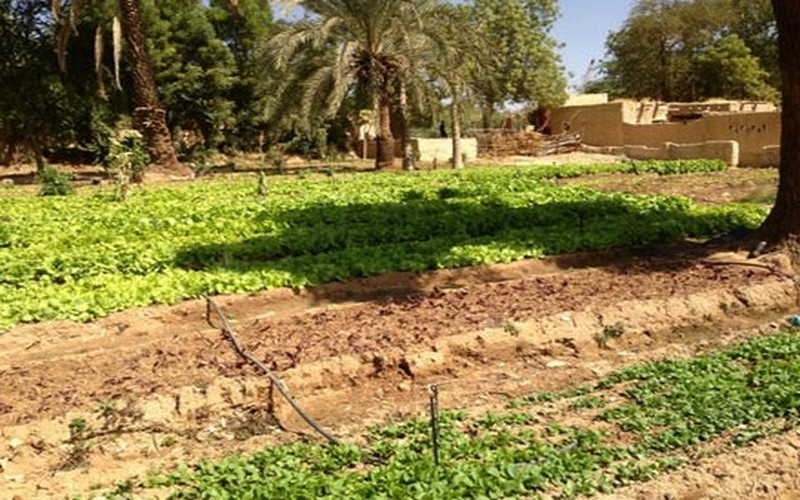 La planète se réchauffe : il est grand temps de repenser le soutien à l’agriculture