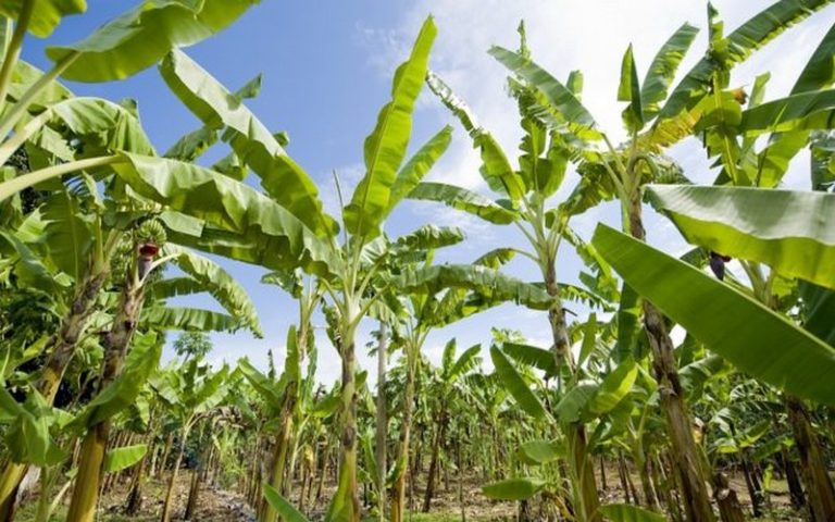 La prolifération des agro-industries vue comme un nouveau pétrole d’Afrique