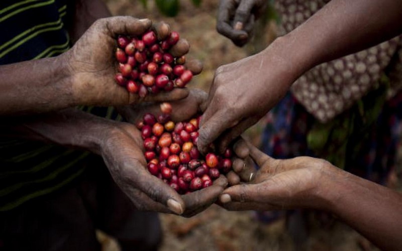 La situation précaire des producteurs de café en Afrique de l’Est
