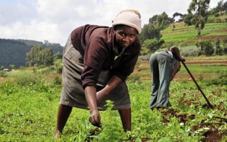 L’agriculture oust-africaine est hantée par plusieurs contraintes