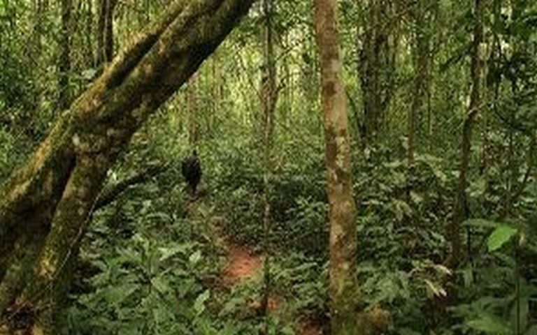 Un projet de surveillance de la forêt équatoriale lancé en Afrique Centrale