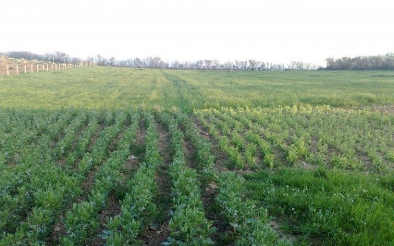 Agriculture : 10 000 hectares de terrain restructurés au Cameroun