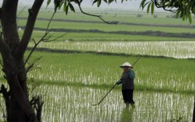 Agriculture : la CEA invite les pays africains à respecter l’engagement de Maputo