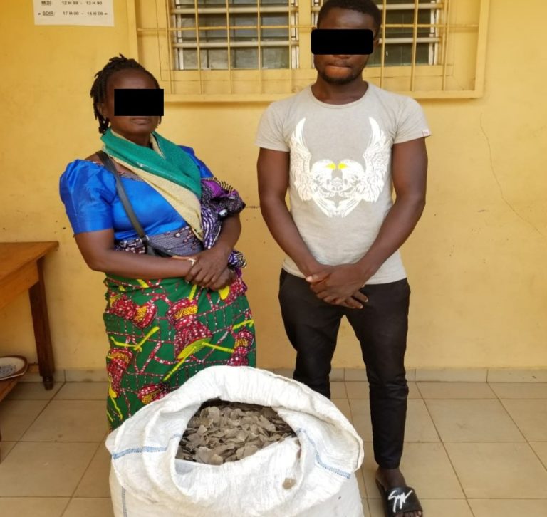 Deux trafiquants arrêtés pour le commerce de 37 kilogrammes d’écailles de pangolin à Lomé le 05 décembre 2018
