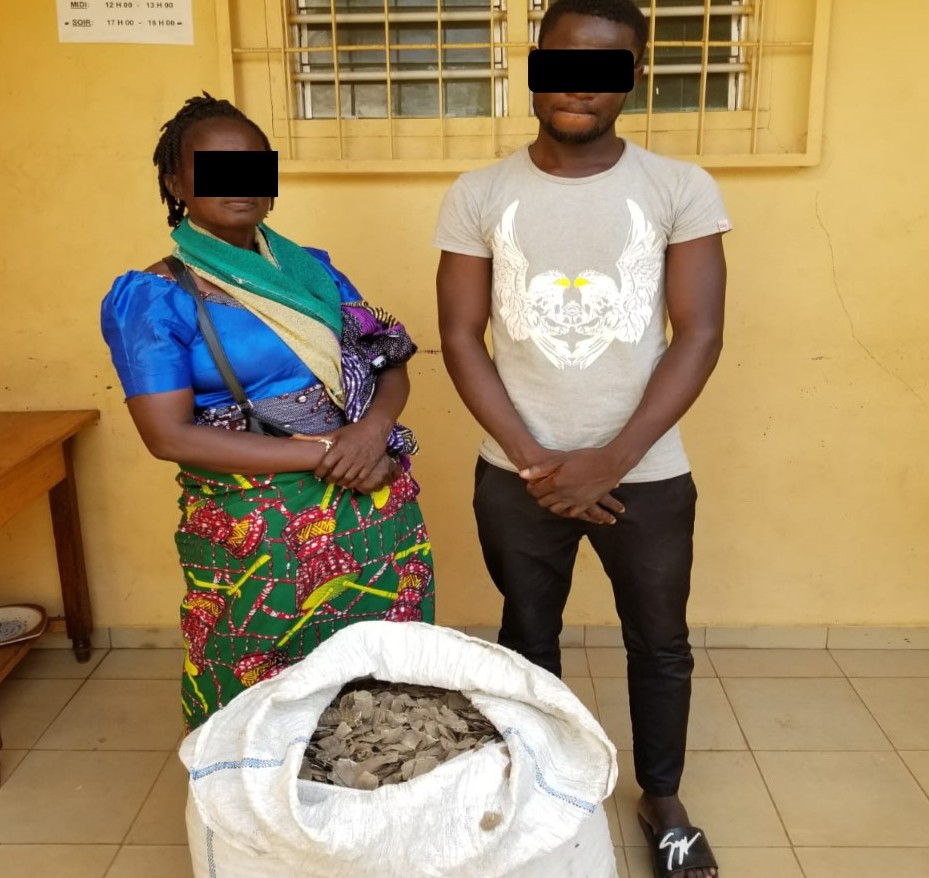 Deux trafiquants arrêtés pour le commerce de 37 kilogrammes d’écailles de pangolin à Lomé le 05 décembre 2018﻿