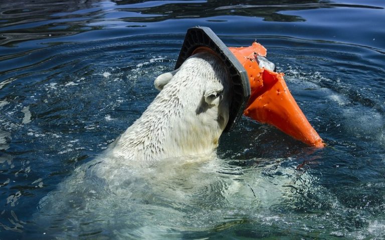 Il ne reste que 13 % des zones marines sauvages dans les océans, selon une étude