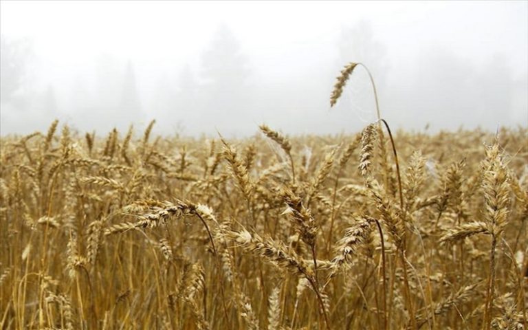 La production céréalière de l’UEMOA évaluée à plus 28 millions de tonnes en 2017-2018