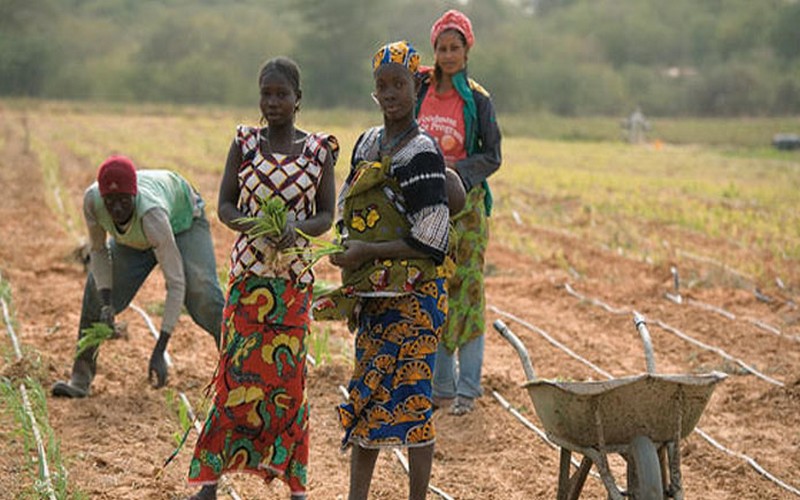 La situation alimentaire de l’Afrique de l’Ouest analysée en Gambie