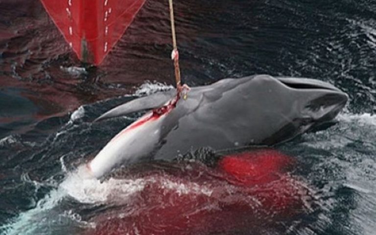 Le Japon quitte la CBI et annonce la reprise de la pêche commerciale à la baleine