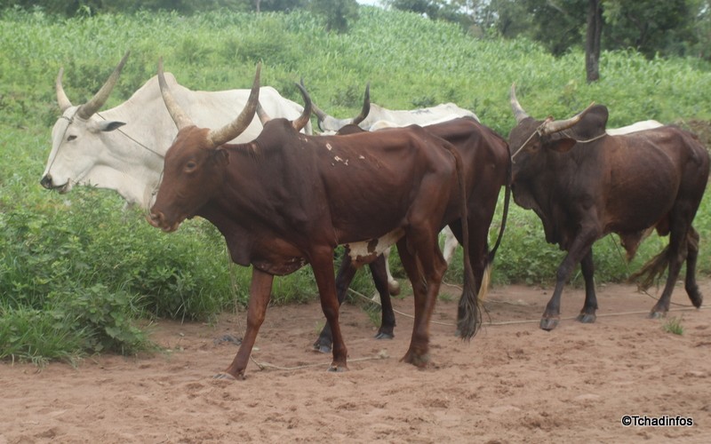 Le Tchad mise sur le développement de l’élevage pour l’atteinte des ODD