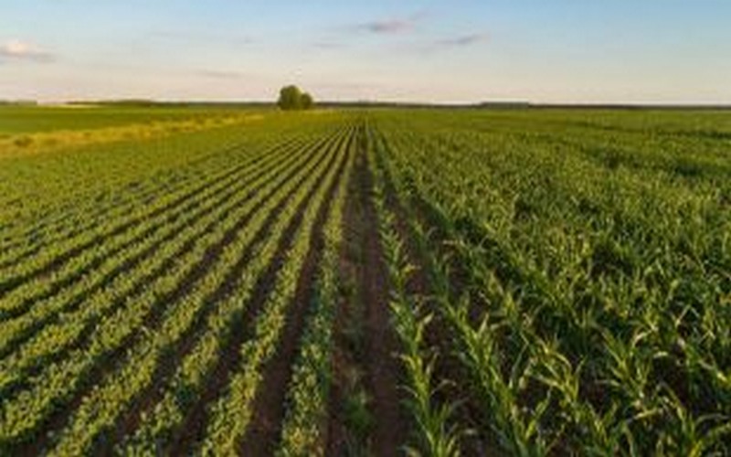 Les activités du centre de valorisation des légumineuses lancées à Meknès (Maroc)