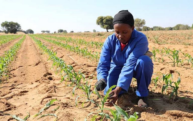 Les nouvelles technologies à la rescousse des petits agriculteurs africains
