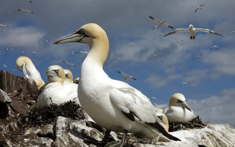 Les oiseaux marins, principaux victimes des pêches commerciales